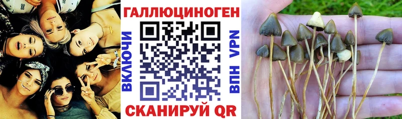 сайты даркнета телеграм Тетюши Галлюциногенные грибы Psilocybe